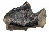 Fossil Eocene Coryphodon Mammal Tooth - Wyoming #316513-1